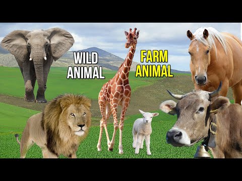 Farm Animal Sounds - Wild Animal Name and Sounds - Animal Sound Effect