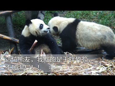 《熊貓早晚安》這位熊友，我點的是干拌竹筍，不加湯！！！ | iPanda