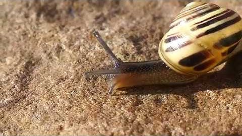Snail Mollusk Shell Slow Nature | Free No Copyright Video
