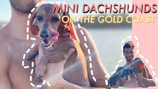 Mini Dachshunds on the Gold Coast | REMI AND MIA 2021 by Remi the Mini Dachshund 2,693 views 3 years ago 6 minutes, 50 seconds