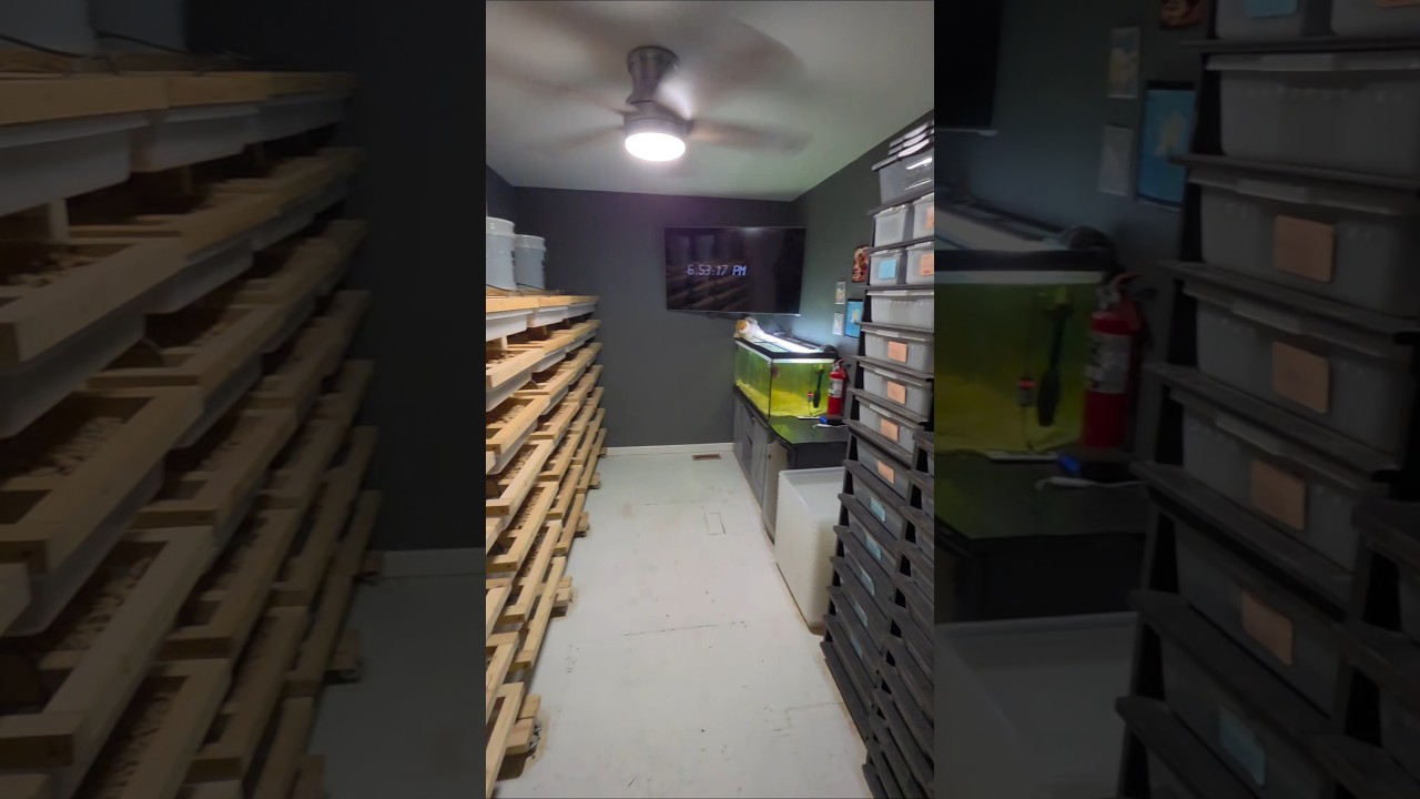 Snake Room
