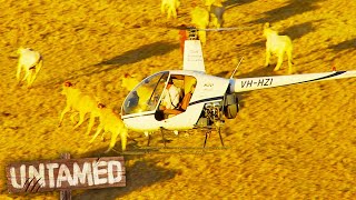 Herding 2200 Cows With Helicopters  Keeping Up With The Joneses | Untamed