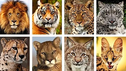 Рев больших кошек. Как рычат тигр, лев, ягуар, леопард, пума и другие.