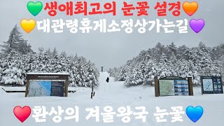 [생애최고의눈꽃] 환상의 눈꽃설경 대관령정상 가는길