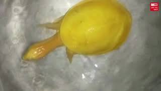 بالفيديو - العثور على سلحفاة صفراء نادرة في الهند