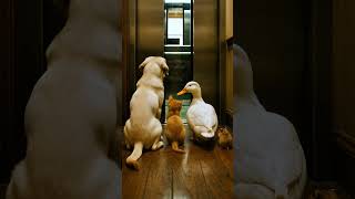 🐶🐱🦆🐹Smart pets are very curious about why the elevator has such a problem? #funny #funnycats