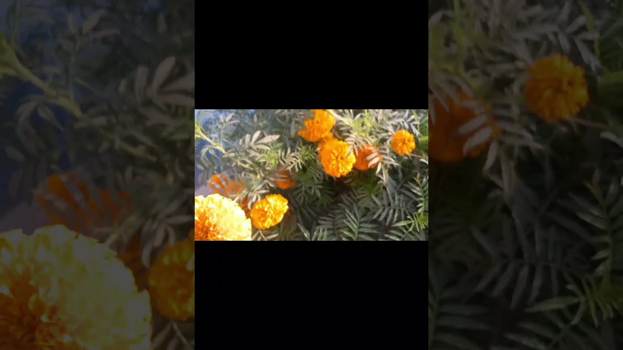 Phoolon ki video bana rahi thi… aur ek magical moment capture ho gaya ✨🌸..