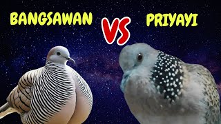 Download lagu Perkutut Lokal Gacor Suara Jernih Vs Tekukur Gayer Masteran Istimewa