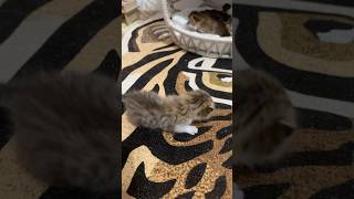 Yavru Kedi̇mi̇z Yürümeye Başladi