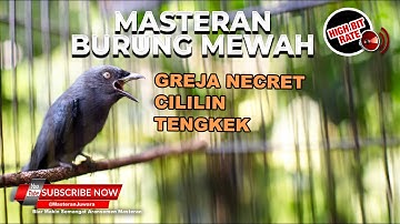 🔴Masteran Cililin Tengkek Greja Necret Materi Srigunting Abu Abu Gacor Kristal