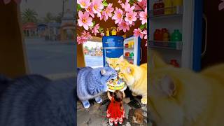 KASIH MAKAN KUCING LAGI AH