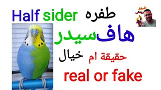 طفرة هاف سيدر وكيفيه انتاجها half sider اغرب طفره هاتشوفها