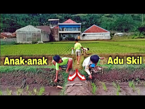 SKIL BOCIL MANCING BELUT- ANAK ANAK MANCING BELUT DI SAWAH