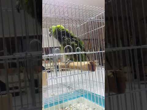 تلقين سورة الاخلاص امازون درجة اولى