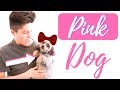 Dying our dog pink! | The Mikesell family