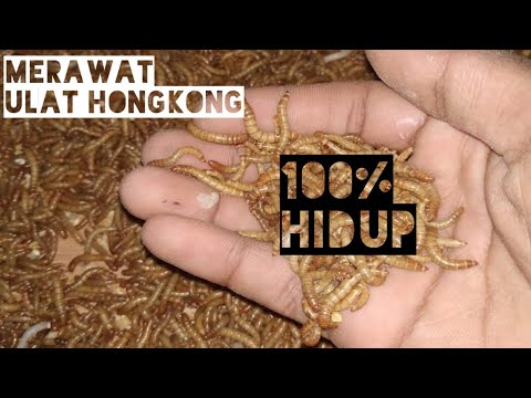 Cara merawat ulat Hong Kong agar tidak mati dengan cepat - 100% hidup