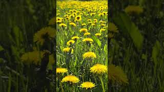 10s+ Stillness — Field of Dandelions in Morning Light | Estonia #estoniannature #springvibes #calm