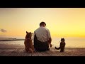 散歩を渋る柴犬、場所を変えてみたら Momo Didn’t Want to Walk