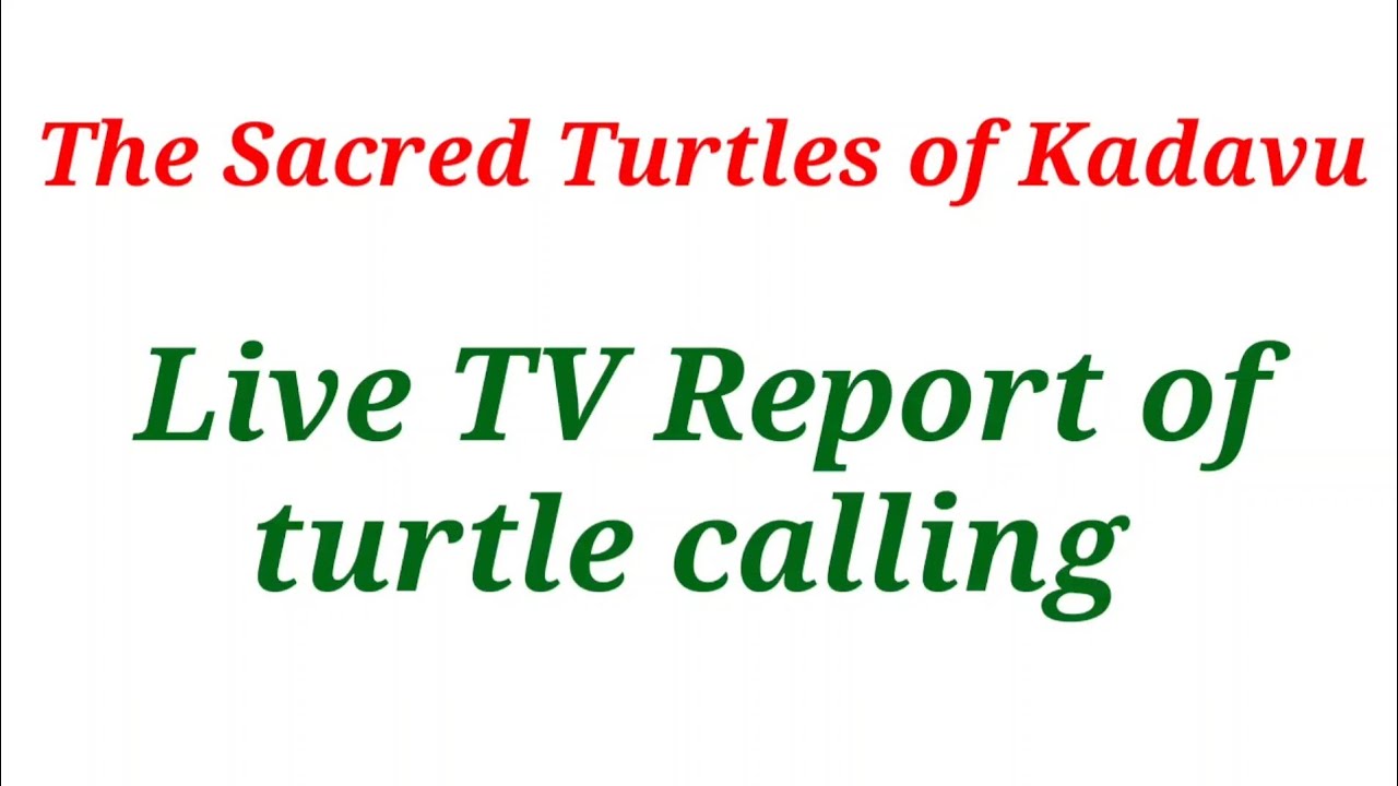 The Sacred Turtles Of Kadavu Activities Turtle calling live TV report. The Sacred Turtles of Kadavu. - YouTube