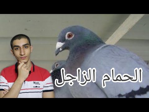 فيديو: متى تستخدم المرسل إليه؟