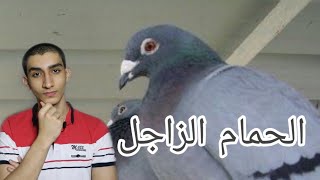 كيف يعرف الحمام الزاجل المكان المرسل إليه؟ ️