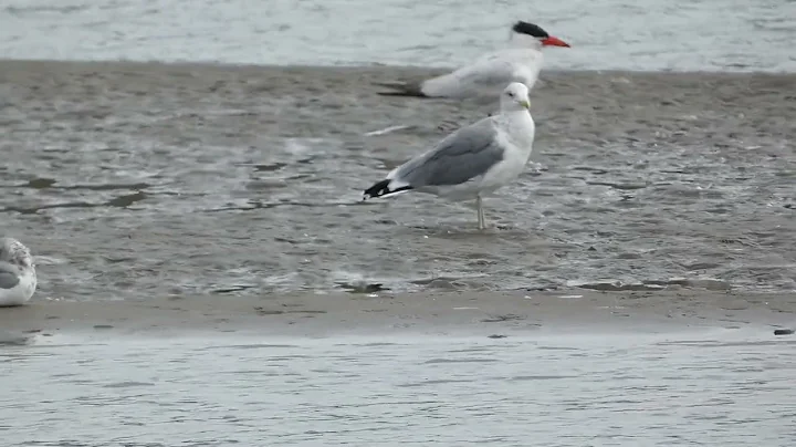 Elegant terns