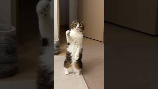 おやつが欲しくて人間みたいにアピールする猫w #shorts