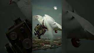 When CIA Used Pigeons With Tiny Cameras To Spy On Russia