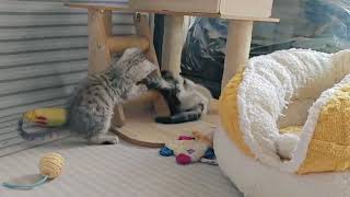 The daily fights of three kittens, see how they make trouble