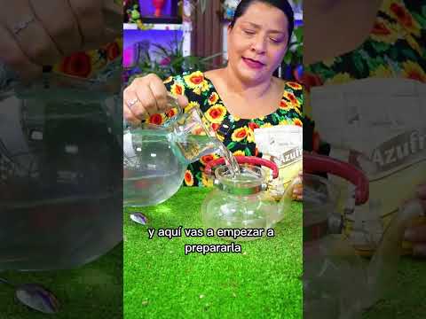 Trucos Faciles Para Florecer Azalea en casa