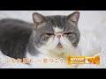 SOYJOYのWEBムービーのぬこ、いや、猫たん達の癒しオーラが半端ない件 SOY JOY WEBムービー 猫動画全１２本まとめ＋SOYJOYCM