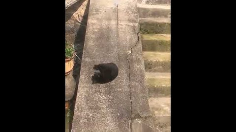 Thumbnail of 🐈 Cat FEEL GOOD Meme | TikTok Dance Compilation | Music Challenge 🎵 | Ryan.B & 狄迪D-Day - Heartbeat