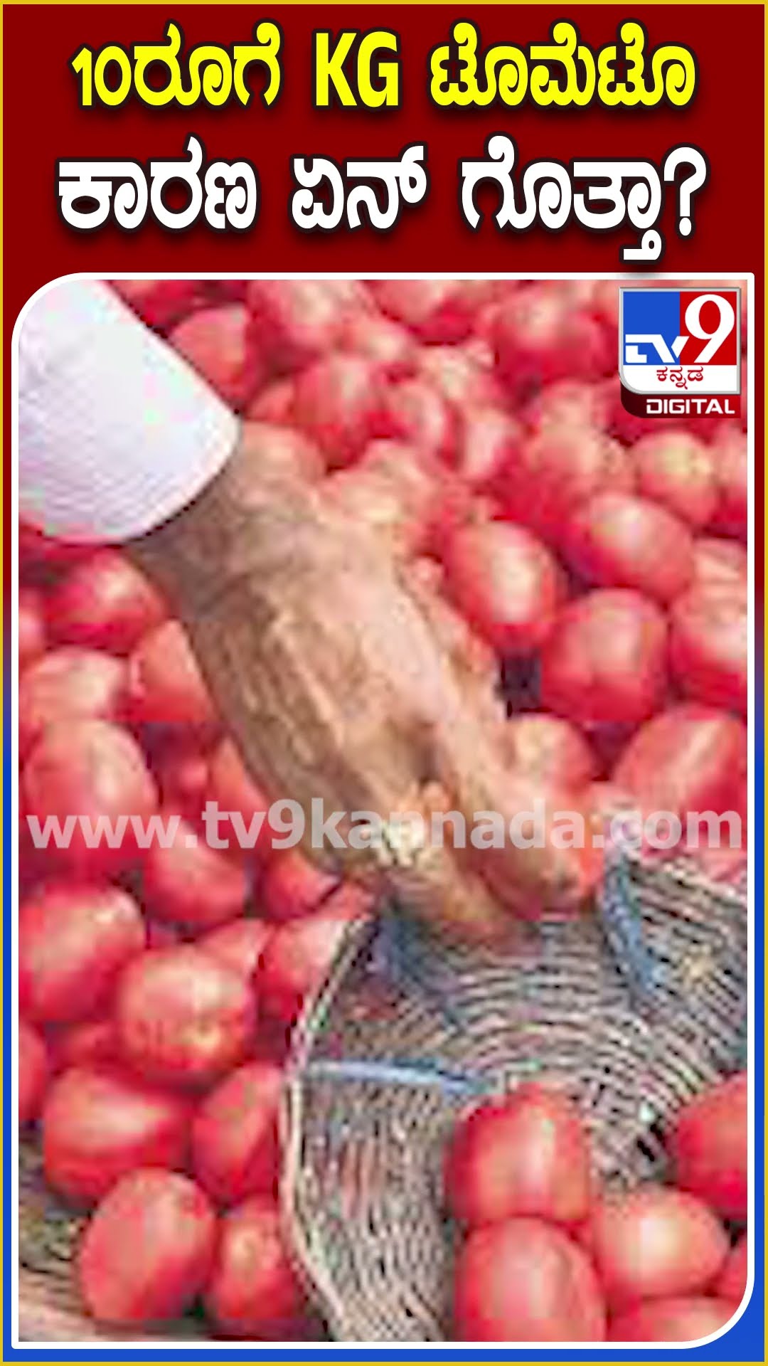 ಪಾತಾಳಕ್ಕೆ ಕುಸಿದ ಟೋಮಾಟೋ ಬೆಲೆ.. ಭಾರೀ ಇಳಿಕೆಗೆ ಕಾರಣ ಏನ್ ಗೊತ್ತಾ..?| #TV9D