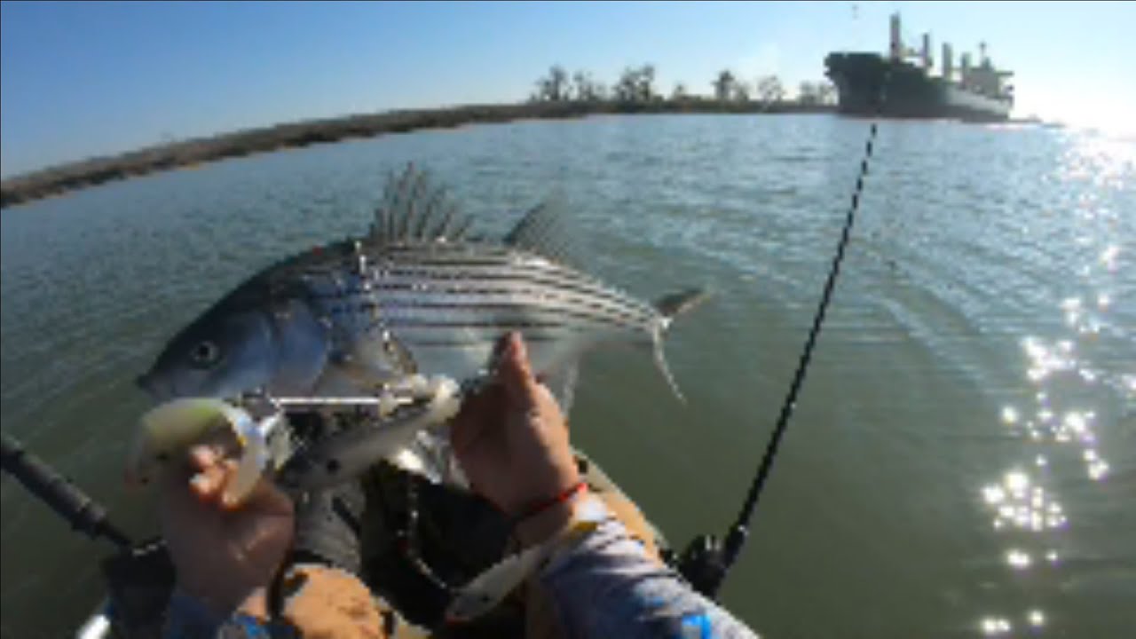 California Delta Striper Fishing 2021 Umbrella Rigs/Mudsuckers YouTube