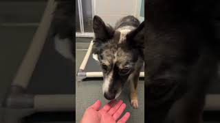 Scheduled For Death At 1pm CT, This Australian Shepherd Needs Help FAST [STORY BELOW]
