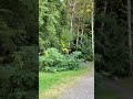 BIG FOOT FOREST