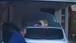 Cat gets stuck in the hatch of a Volkswagen (VW). SCARY MOMENT CAUGHT ON VIDEO
