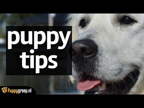 Video: 5 tips om in gedachten te houden bij het tandenpoetsen van een hond