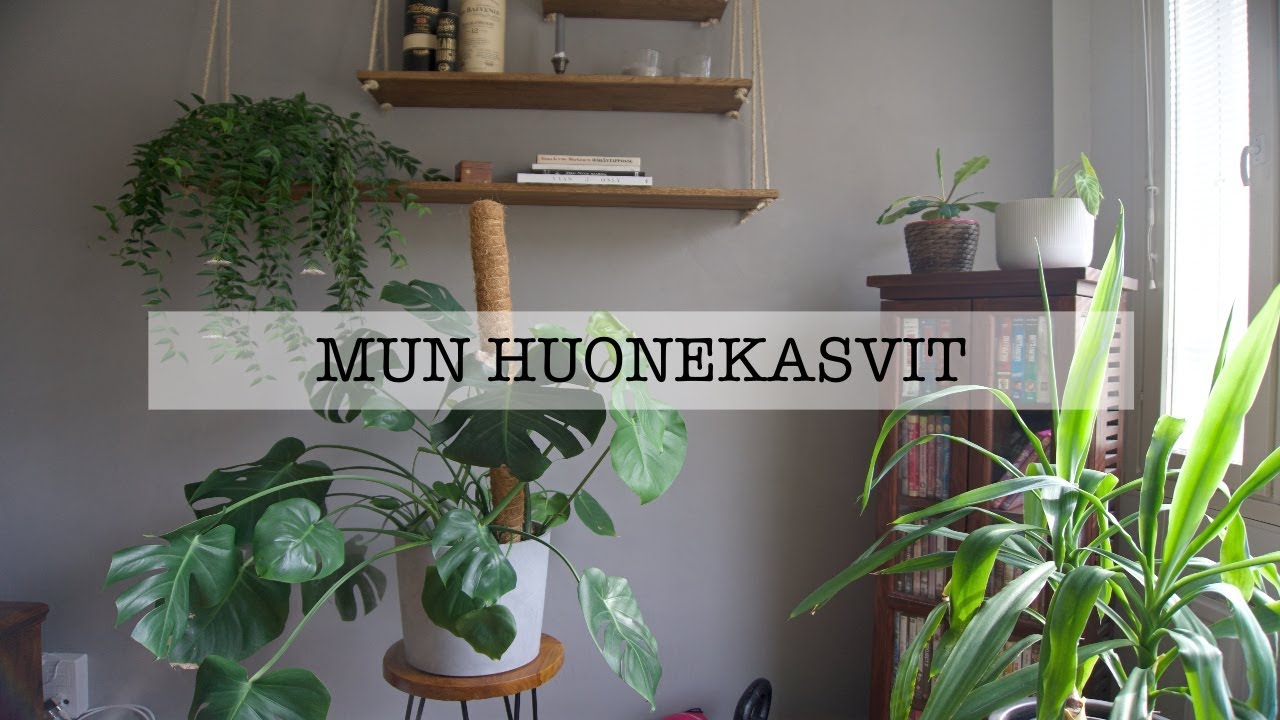 🌿Huonekasvikokoelma🌿 +mun hoitovinkit