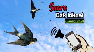 Suara cek lokasi burung walet menggunakan hp//langsung dateng semua!!