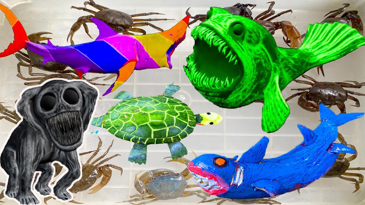 Tổng hợp các video vui nhộn ở bể bơi: kem Ốc Chanel và cá mập, khủng long cá mập, con cá sở thú, cua