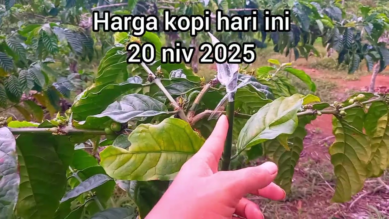 Harga kopi hari ini 20 november 2025