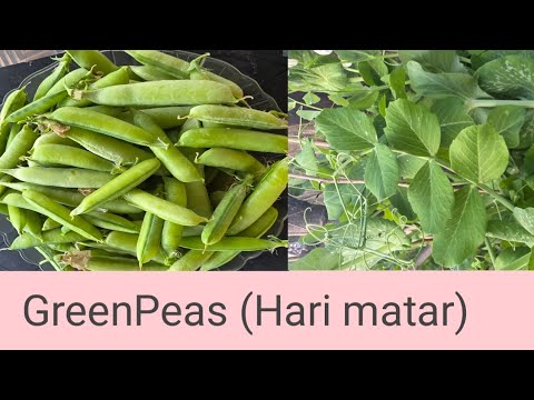 home garden  se ki Hari matar ki  harvesting!! गार्डन  से  की  पहली बार  हरे मटर की हार्वेस्टिंग  ? 