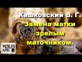 #Кашковский В.Г. #Замена_матки зрелым маточником.