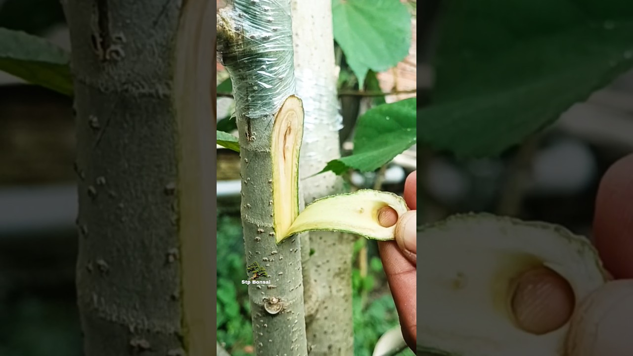 Beautiful grafting technique 🌿🌳 #garden #plants #gardening #nature #craft #diy #grafting
