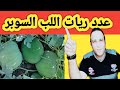 عدد ريات اللب السوبر الصحيحة وأهم المعاملات لزيادة الإنتاج