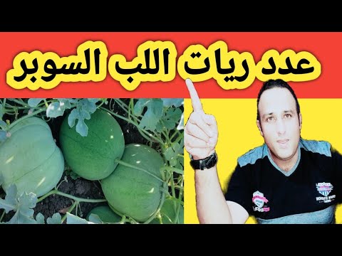 عدد ريات اللب السوبر الصحيحة وأهم المعاملات لزيادة الإنتاج