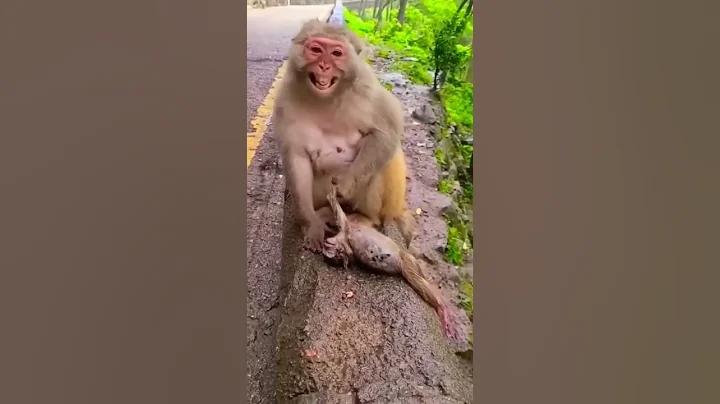 driving karte hue bandar ke bacche ka accident 🥺🥺🥺😭😭😭😭