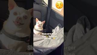 POV: your road trip pit stop turns into this… 🐶🍗 #kindness #tesla #roadtrips #carride #burgerking