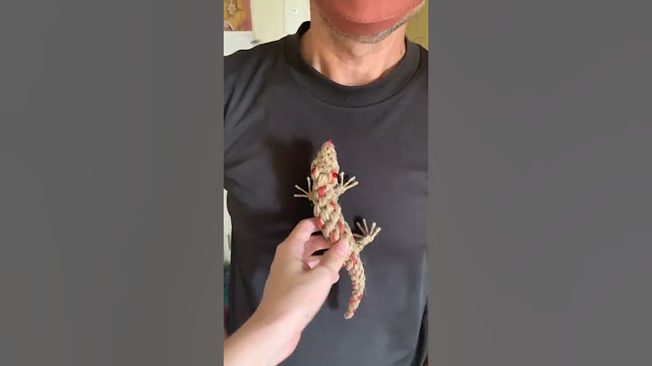 Smart gecko ตุ๊กแกดื้อ